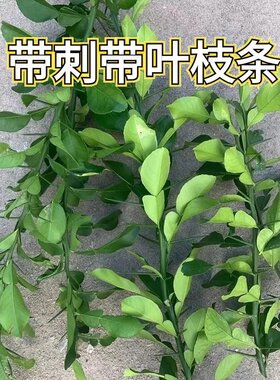 气味芳香土柚大刺柚子苗沐浴乔迁新居盆栽蜜柚红肉当年庭院南北方
