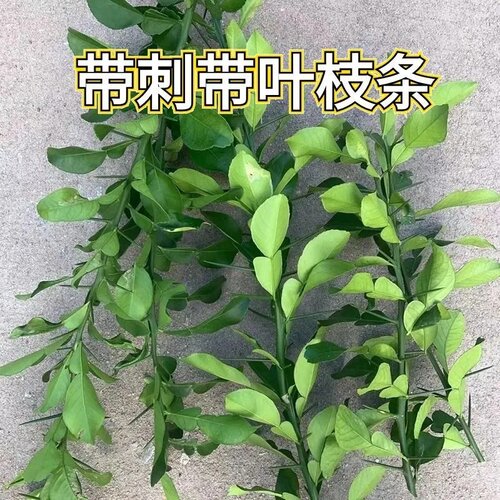 气味芳香土柚大刺柚子苗沐浴乔迁新居盆栽蜜柚红肉当年庭院南北方