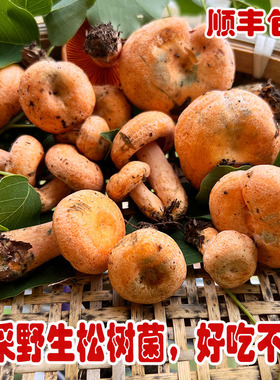 现采野生枞树菌菇新鲜谷熟菌贵州黄乌松树菌三九菇蘑菇雁鹅菌寒菌