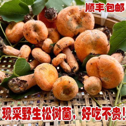 现采野生枞树菌菇新鲜谷熟菌贵州黄乌松树菌三九菇蘑菇雁鹅菌寒菌