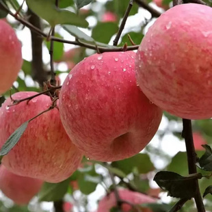 陕西铜川新鲜苹果脆甜多汁