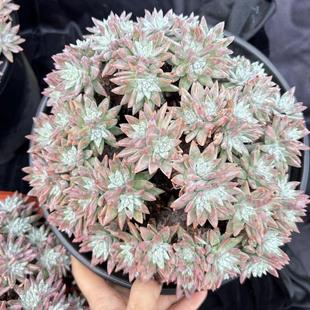 精品多肉白菊老桩精控白菊仙女杯大群