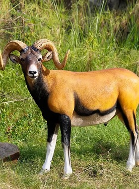 盘羊摆件雕塑玻璃钢仿真动物模型户外庭院公园林景观草坪装饰工艺