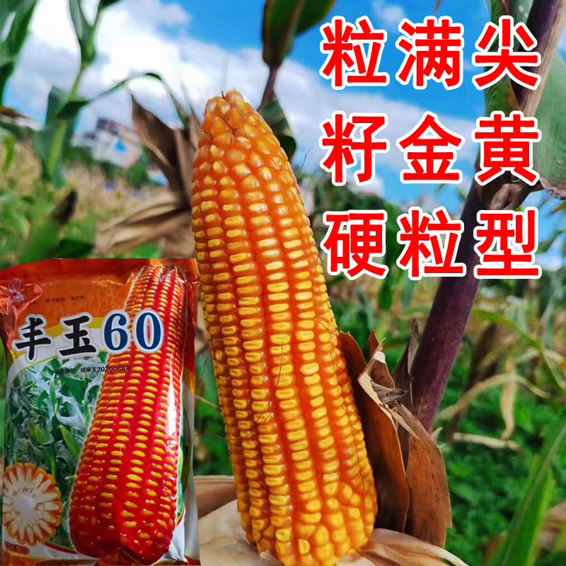 高产玉米种子中低海拔种植