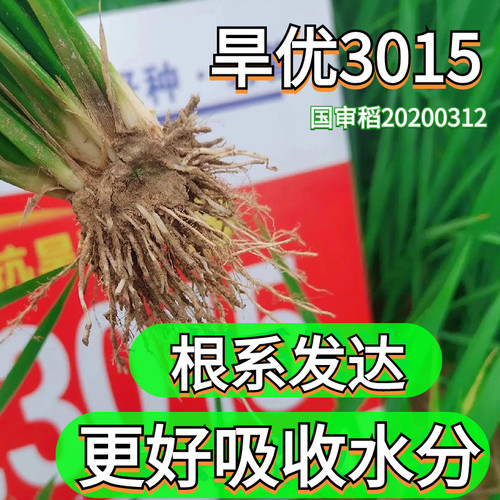 正品原装节水抗旱稻旱优3015水稻种子旱稻种子山地水稻旱稻大全