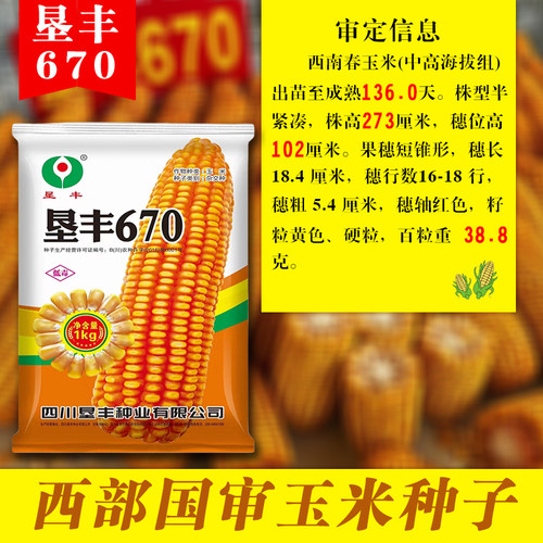 矮杆玉米种子670适应中高海拔
