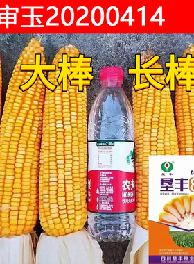 杂交玉米种子垦丰821矮杆大棒抗病抗虫抗倒伏不秃尖高产玉米