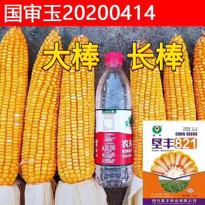 杂交玉米种子垦丰821矮杆大棒