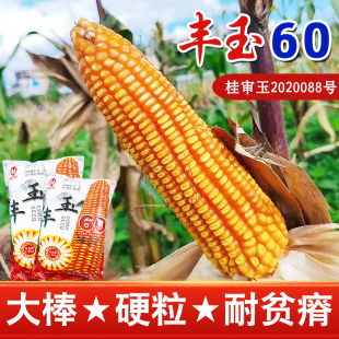 广西热区品种丰玉60玉米种矮秆硬粒大棒全硬粒满尖籽粒金黄牙齿深