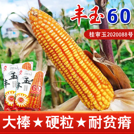 广西热区品种丰玉60玉米种矮秆硬粒大棒全硬粒满尖籽粒金黄牙齿深