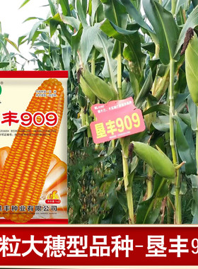 矮杆硬粒玉米种子909棒子