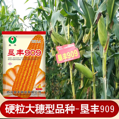 矮杆硬粒玉米种子909棒子