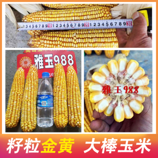 正品棒子大耐旱耐瘠薄抗性好玉米种子雅玉988高低海拔可种植