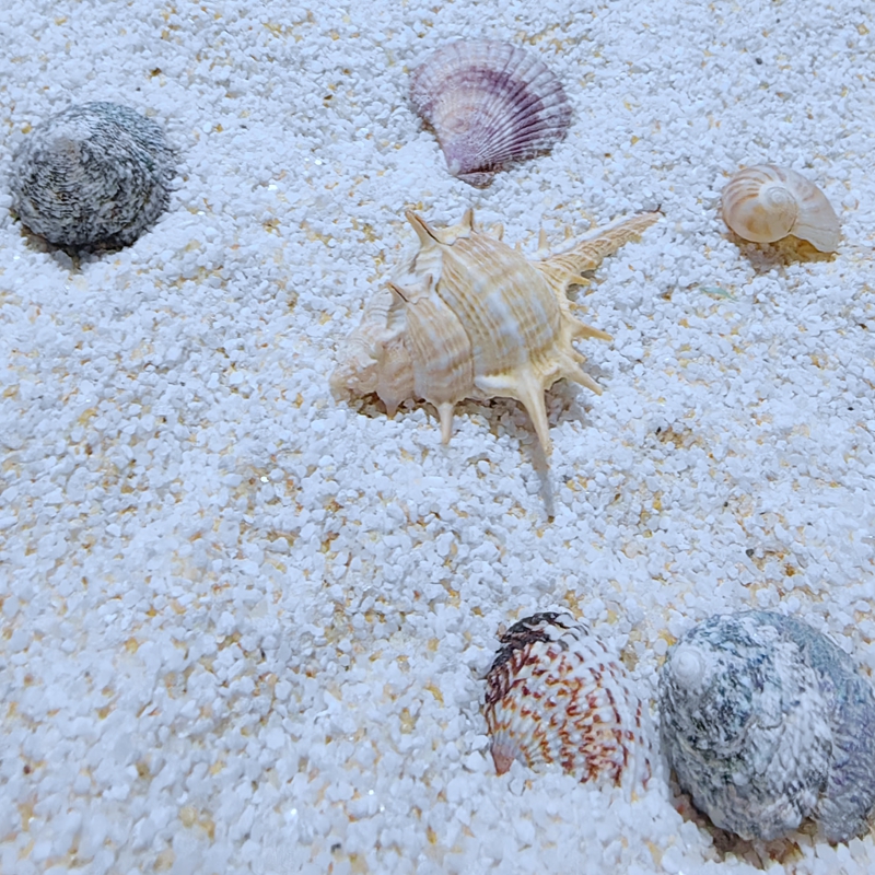 坦森水族海缸造景底沙白沙