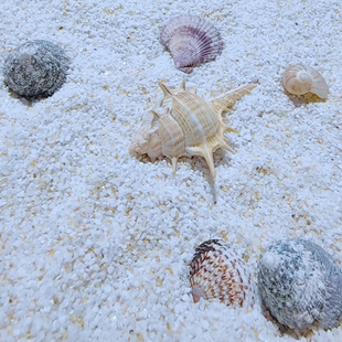 海水缸底沙珊瑚缸底砂海缸鱼缸造景装 2mm寄居蟹沙 饰沙珊瑚海沙1