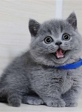 纯种英短蓝猫活体蓝白猫幼崽矮脚猫小猫咪活物宠物猫咪英国短毛猫