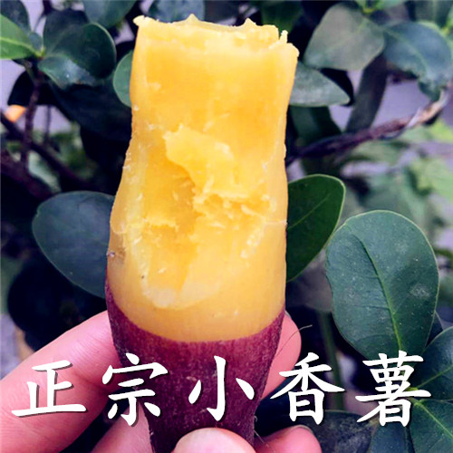 现挖天目山小香薯 临安小红薯 无筋 板栗山芋迷你地瓜新鲜蔬菜5斤