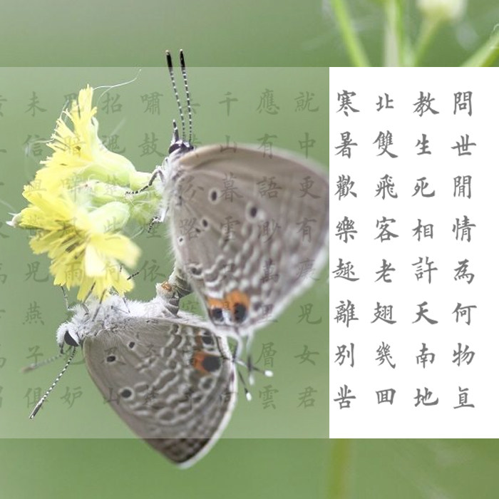 描摹宣纸描红元好问摸鱼儿雁丘词有林书法描摹馆