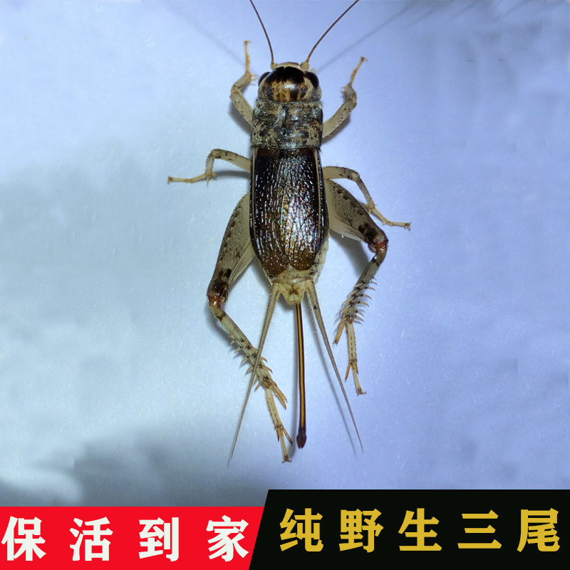 山东野生蟋蟀斗蛐蛐三尾母子雌虫宁阳曲阜汶上兖州飞母20元包邮