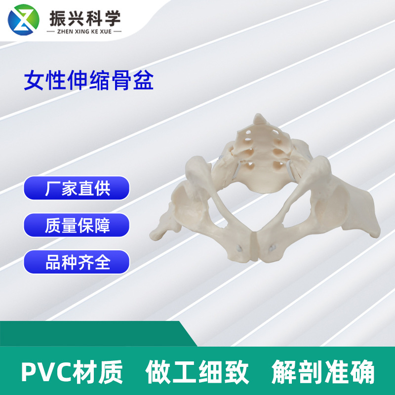 女性1:1可活动骨盆模型动态人体髋骨骶骨骨骼盆骨解剖讲解教具