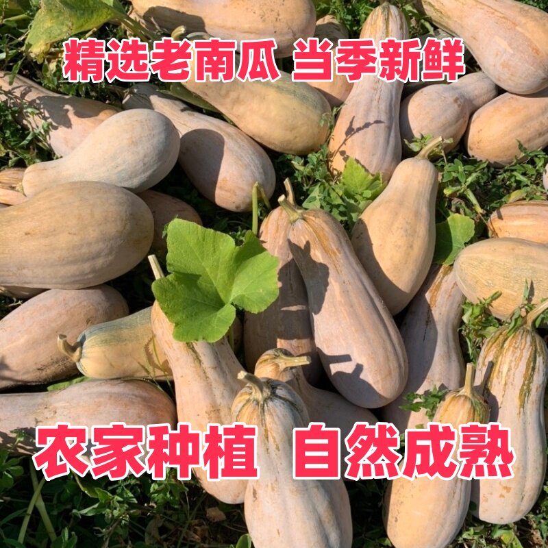 四川重庆农村自种老南瓜当季新鲜香粉糯甜老品种黄皮红肉长柄南瓜
