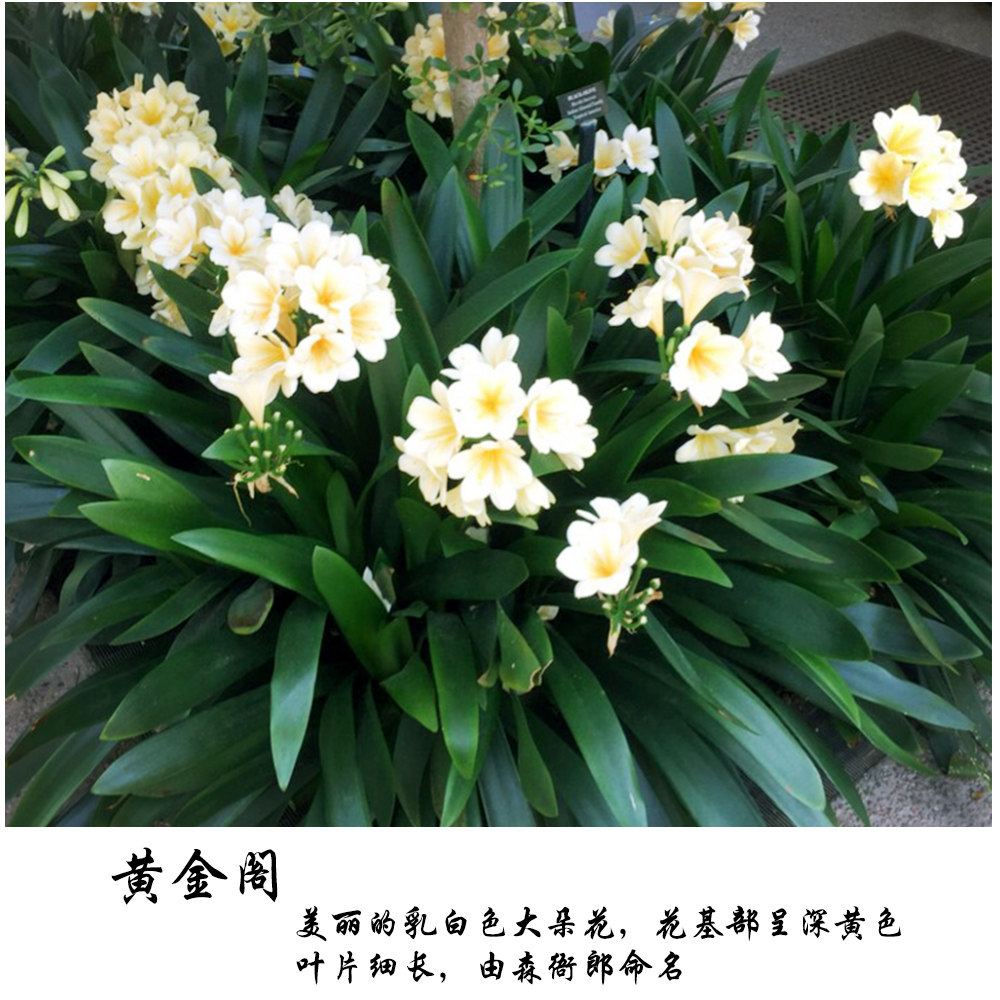 USA大黄花君子兰 黄金阁 绿裤花卉绿植净化空气 花花君子新品