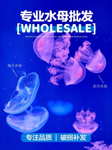网红夜市水母摆地摊专用赤月水母海月水母活物批发观赏宠物海蜇