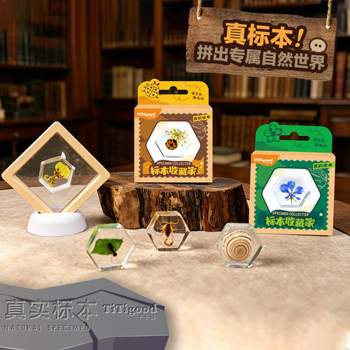 千千谷真实昆虫标本收藏玩具