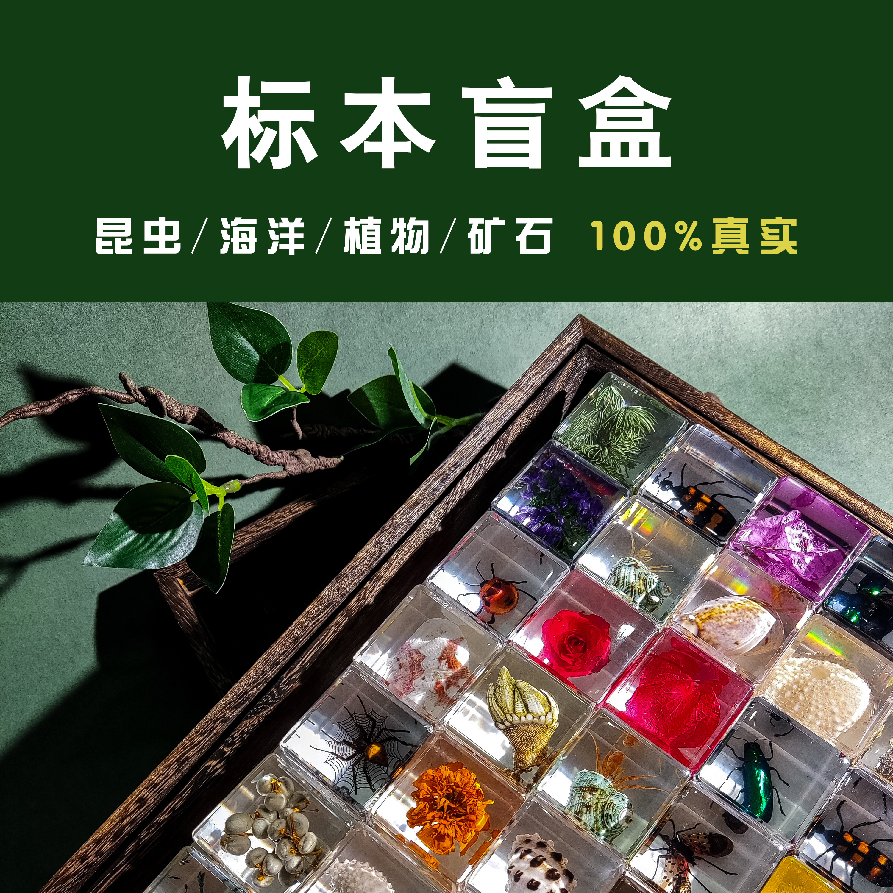 千千谷标本盲盒福袋各种真实动植物昆虫标本矿石海洋摆件微瑕清仓