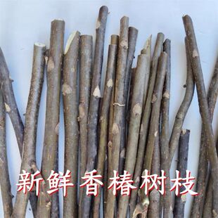 秦巴山野生新鲜香椿树枝条香椿树皮泡茶泡酒中药材中草药天然
