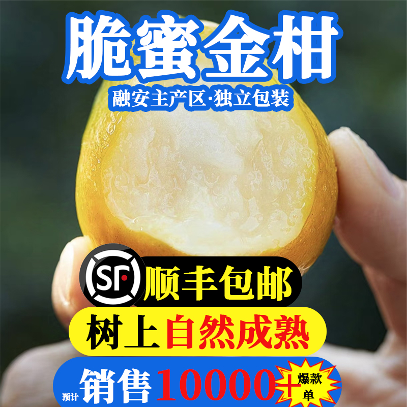 广西脆蜜金桔冷藏纯甜爆汁不贵