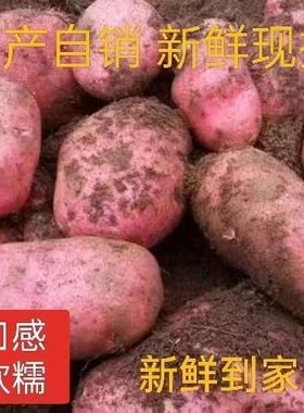云南粉面红皮土豆新鲜现挖洋芋榨汁马铃薯云南红皮大黄心土豆10斤