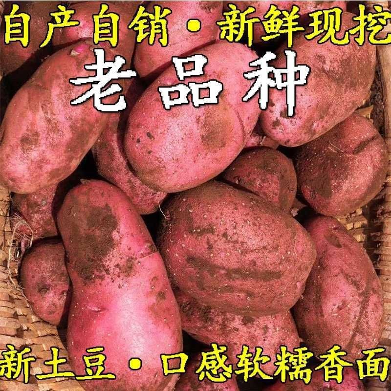 云南新鲜现挖红皮黄心粉糯土豆10/5斤现挖马铃薯土豆洋芋红皮土豆