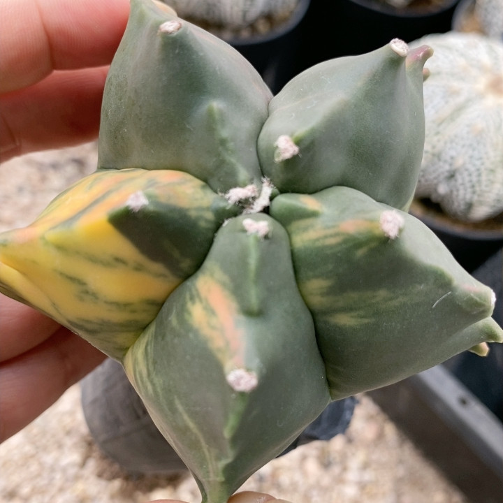 实生鸾锦,鲜花速递/花卉仿真/绿植园艺,多肉植物,淘宝优惠券,粉丝福利购,淘宝优惠卷