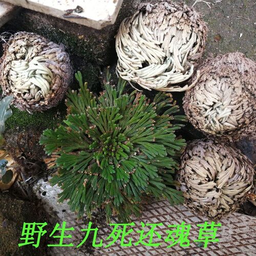 九死还魂草盆栽新奇水培植物卷柏假山水陆雨林缸造景净化空气绿植