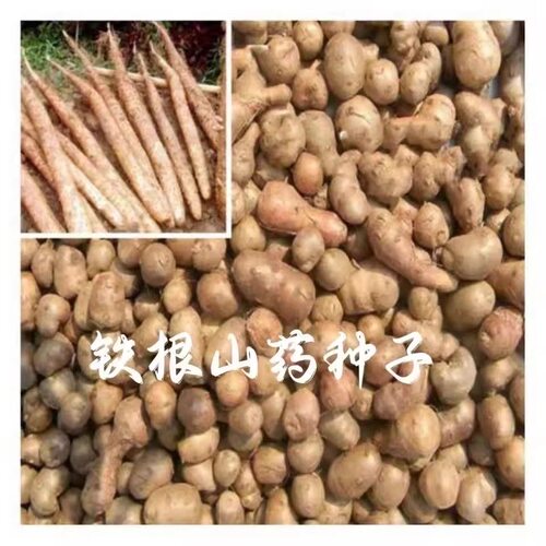 铁棍山药豆种子怀山药蛋淮山药种苗山药嘴子发芽的山药豆育苗盆栽