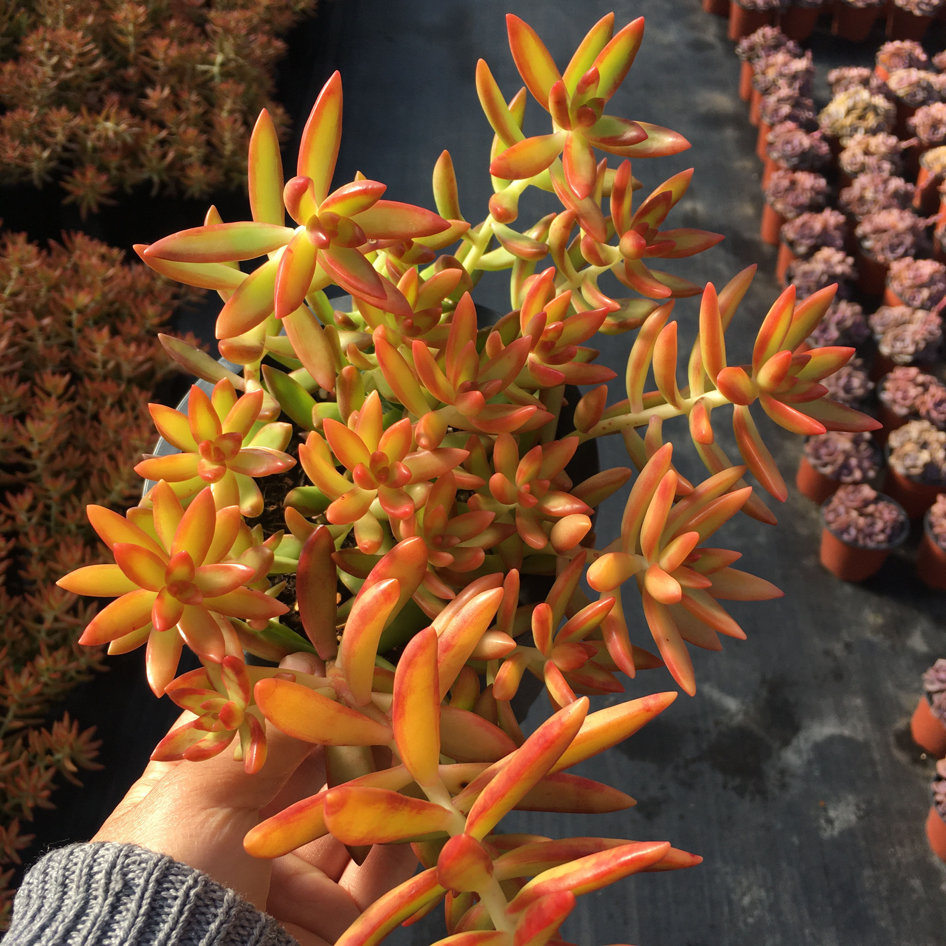 红日杆子多肉趣味裸根容易带土盆栽庭阳台庭院景天科柔鑫种植园