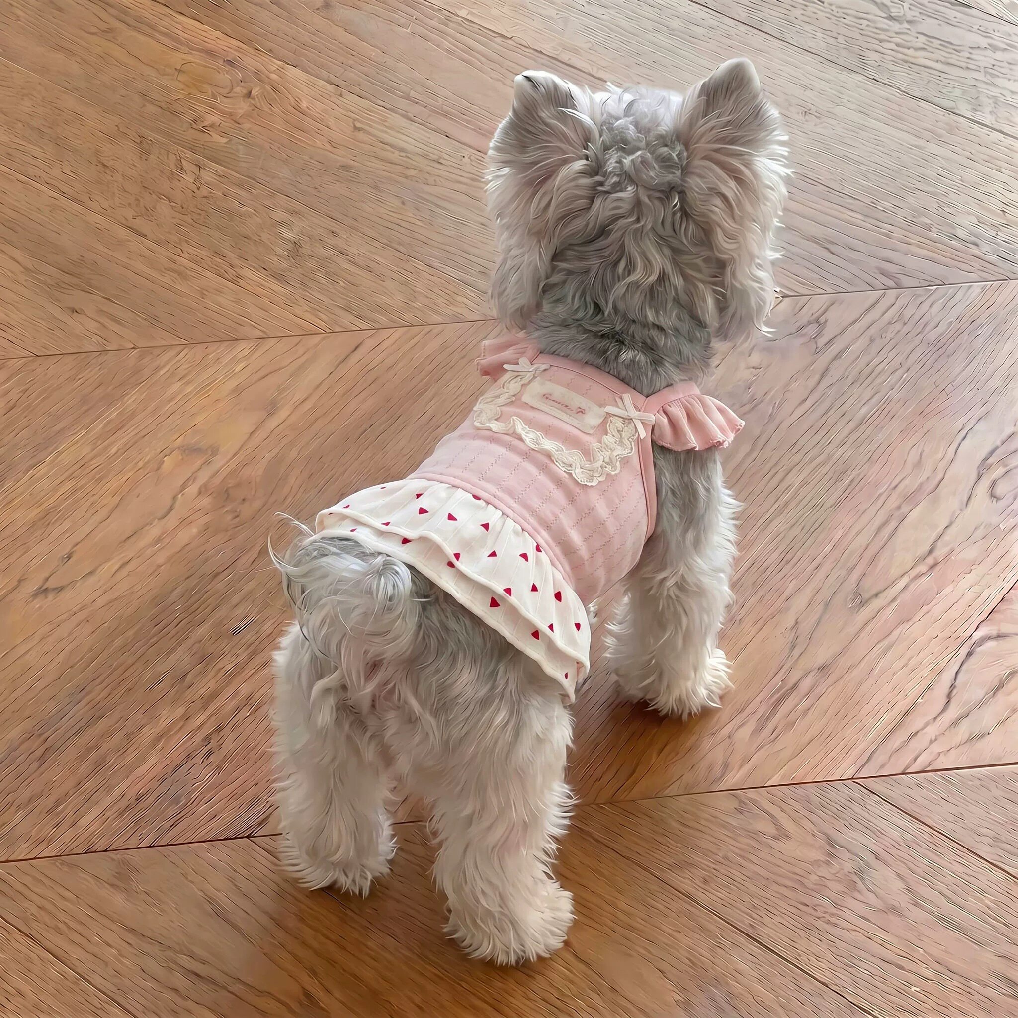 泰迪裙子小狗狗夏季衣服宠物小型幼犬比熊博美约克夏猫咪春夏薄款