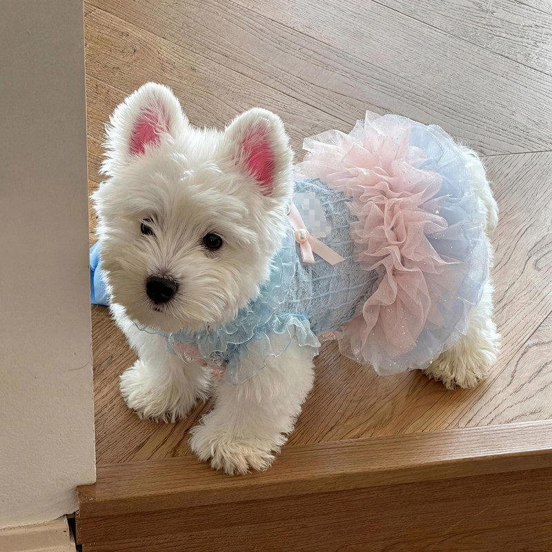 狗狗公主裙子小型犬小体夏季薄款猫咪衣服夏日连衣裙比熊泰迪贵宾