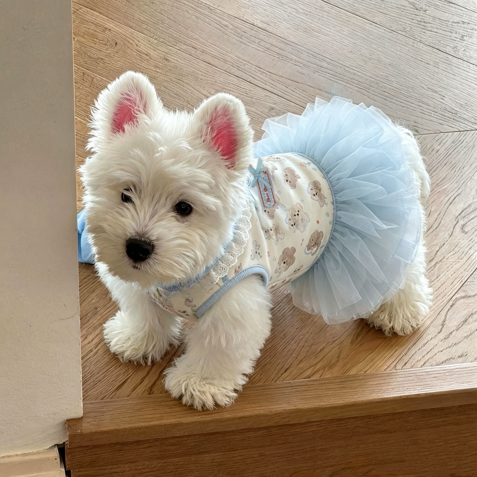 宠物狗狗衣服可爱卡通印花蓬蓬裙春夏季猫咪芭蕾纱裙公主风连身裙