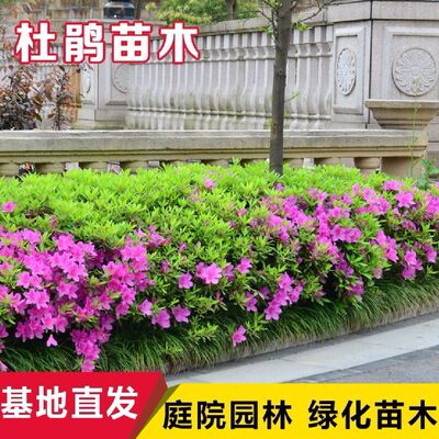 杜鹃花苗夏娟耐寒庭院绿化苗花苞