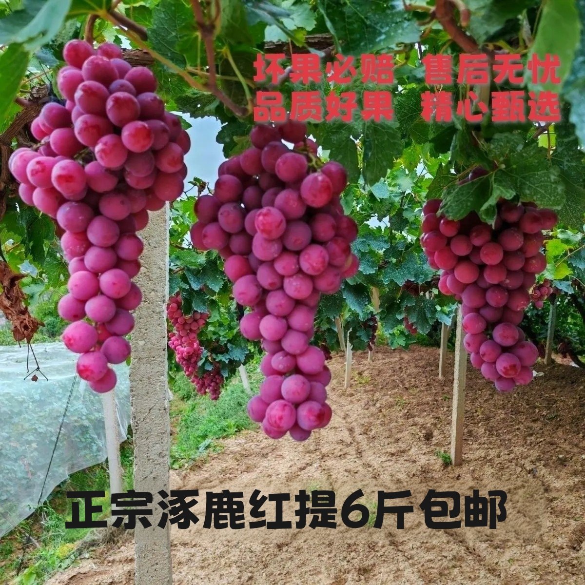 红提葡萄圆提子有籽富硒新鲜红地葡萄/提子