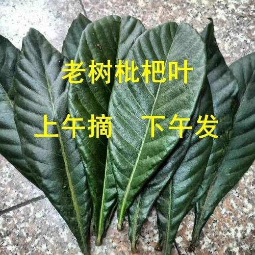 现摘枇杷叶新鲜煮水咳止老枇杷果树叶茶琵琶叶干纯天然农家可食用