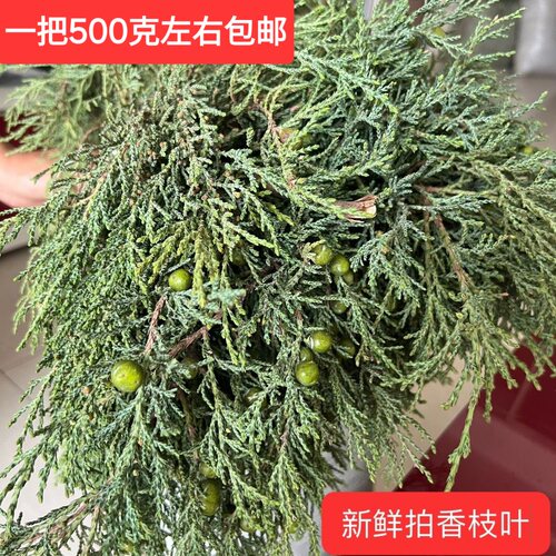 煨桑火供烟供新鲜柏香枝藏地树枝香薰料天然藏香柏香浓香型一斤装