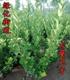 卫矛苗万年青冬青街道苗鬼箭羽鬼箭六月凌四面锋蓖箕30-100四季青