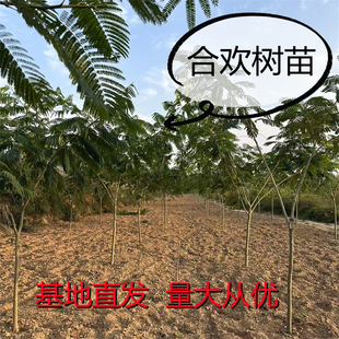 合欢树苗绒花树庭院观赏造型树小区花园绿化树景观树小苗花艺绿植