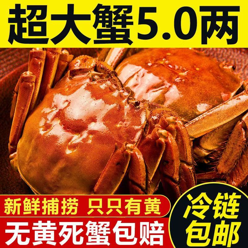 满黄全母大闸蟹鲜活特大螃蟹现货全公母蟹海鲜水产白荡湖顺丰包邮