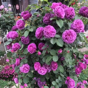 比利时月季爬藤大花浓香蓝紫色玫瑰阳台庭院花园楼顶盆栽密涅瓦