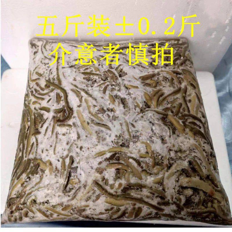 湖北青蚯蚓速冻冰黑蚯蚓浓腥臭蚯蚓黄鳝诱饵下笼子养殖黄鳝开口料