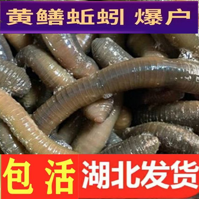 湖北青黑蚯蚓活饵黄鳝专用诱饵